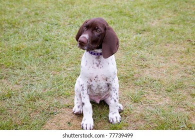 German Short Haired Pointer Images Stock Photos Vectors