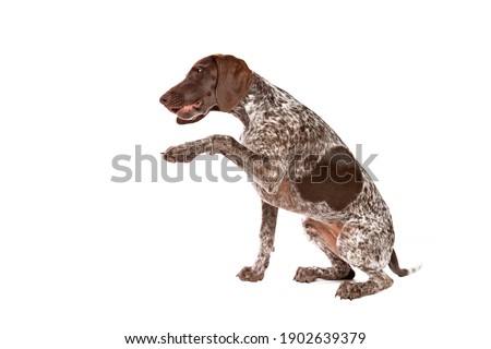 German Short haired Pointer puppy in front of a white background