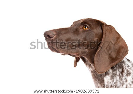 German Short haired Pointer puppy in front of a white background
