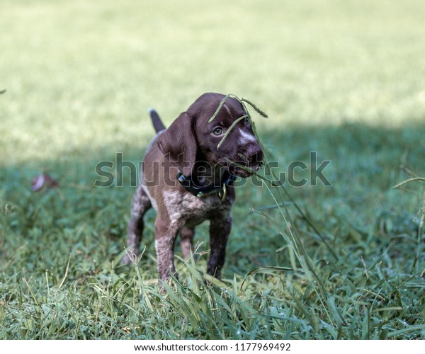 German Short Haired Pointer Puppy Brown Stock Photo Edit Now