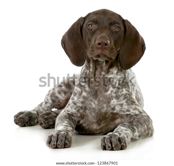 German Short Haired Pointer Puppy Laying Stock Photo Edit Now