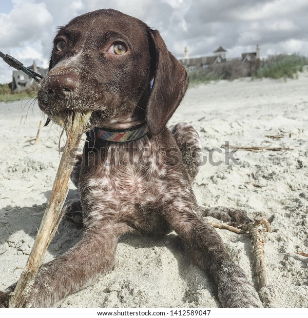 German Short Haired Pointer Puppy Pure Stock Photo Edit Now