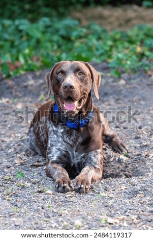 German Short Haired Pointer relaxing in the backyard
