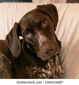 German Short Haired Puppy, Cute Dog Head Tilt, Brown Dog Posing For Camera