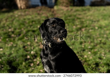 german short pointer in garden
