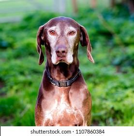 Royalty Free German Shorthaired Pointer Stock Images Photos