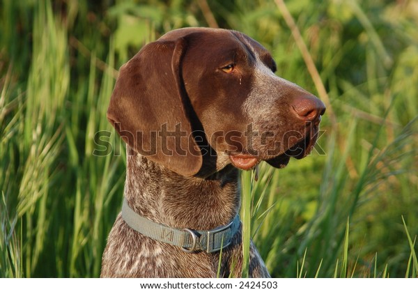 German Shorthair Pointer Bird Dog Animals Wildlife Parks