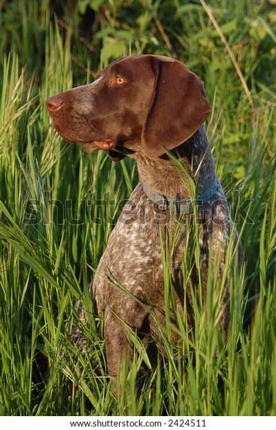 German Shorthair Pointer Bird Dog Stock Photo Edit Now 2424511