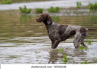 Pointer Dog Stock Photos Images Photography Shutterstock