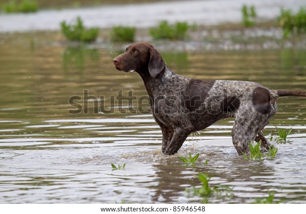 German Shorthair Pointer Dog Beautiful Point Stock Photo Edit Now