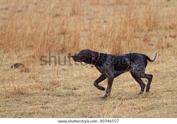 German Shorthair Pointer Dog Beautiful Point Stock Photo Edit Now