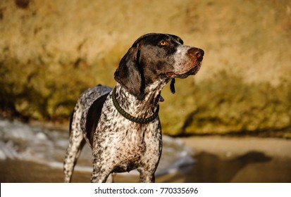 Royalty Free German Shorthaired Pointer Stock Images Photos