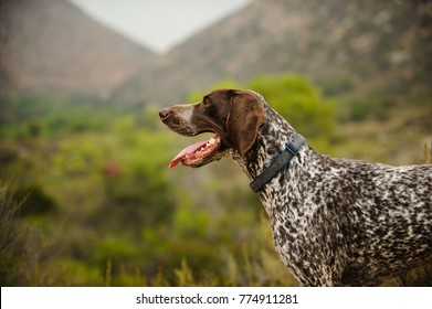 Royalty Free German Pointer Stock Images Photos Vectors