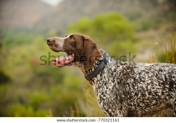 German Shorthair Pointer Dog Outdoor Portrait Stock Photo Edit