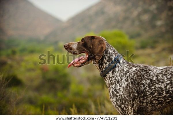 German Shorthair Pointer Dog Outdoor Portrait Stock Photo Edit