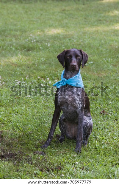 German Shorthair Pointer Light Blue Bandana Stock Photo Edit Now