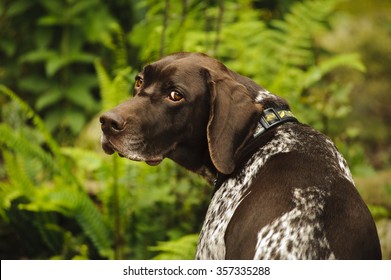 Royalty Free German Shorthaired Pointer Stock Images Photos