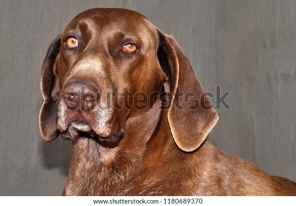 German Shorthair Pointer One Red Eye Stock Photo Edit Now 1180689370