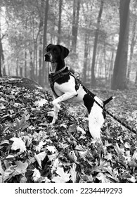 German Shorthair Pointer in a pointing stance - Coco - Shutterstock ID 2234449293