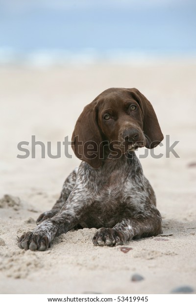 German Shorthair Pointer Puppy Stock Photo Edit Now 53419945