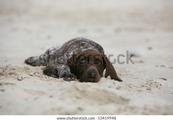 German Shorthair Pointer Puppy Stock Photo Edit Now 53419948