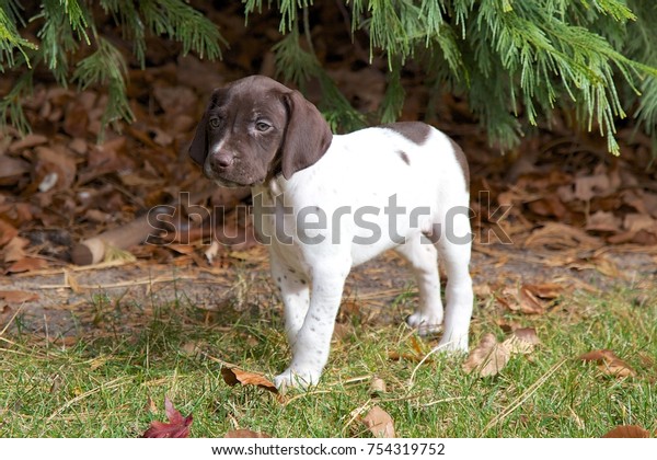 German Shorthair Pointer Puppy Stock Photo Edit Now 754319752