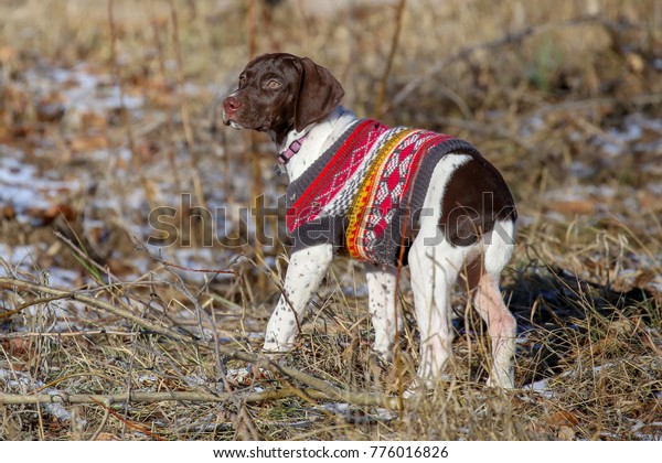 German Shorthair Pointer Puppy Christmas Sweater Stock Photo Edit