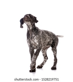 German Pointer Images Stock Photos Vectors Shutterstock