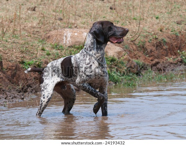 German Shorthair Short Hair Pointer Dog Stock Photo Edit Now