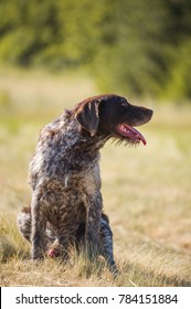 German Short Haired Pointer Stock Images Royalty Free Images