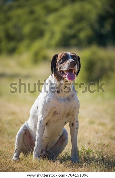 German Shorthair Wirehaired Dogs Huntings Field Stock Photo Edit