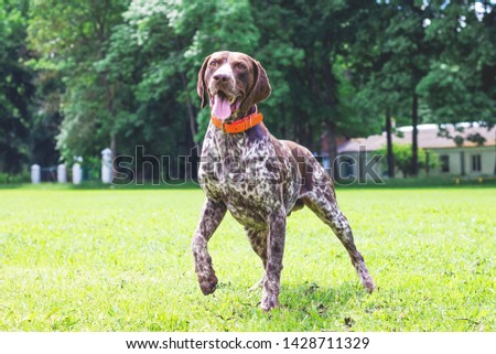 German shorthaired dog is running on the lawn grass in the park