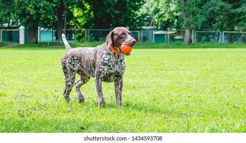 German Shorthaired Pointing Dog Images Stock Photos Vectors