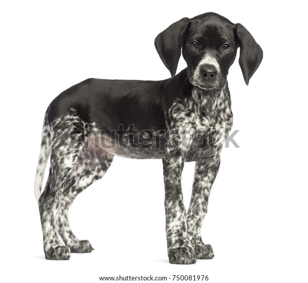 German Shorthaired Pointer 10 Weeks Old Stock Photo Edit Now