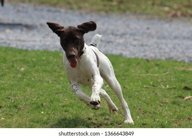 German Shorthaired Pointer Images Stock Photos Vectors