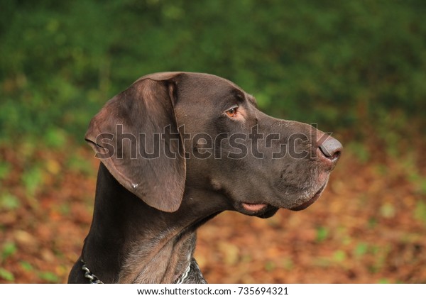 German Shorthaired Pointer 3 Year Old Royalty Free Stock Image