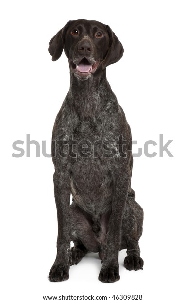 German Shorthaired Pointer 5 Years Old Stock Photo Edit Now 46309828