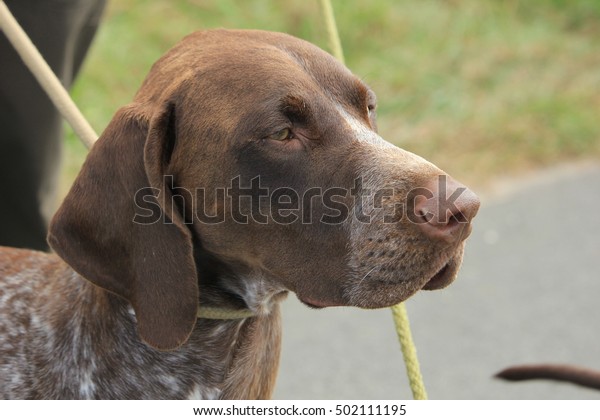 German Shorthaired Pointer Adult Male Brown Stock Photo Edit Now