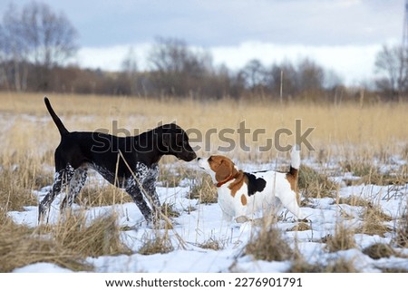 German shorthaired pointer and beagle in the field