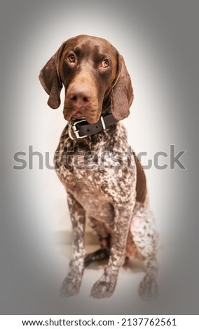 German Shorthaired Pointer. Brown and white pattern. GSP.