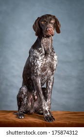 German Shorthaired Pointer Dog