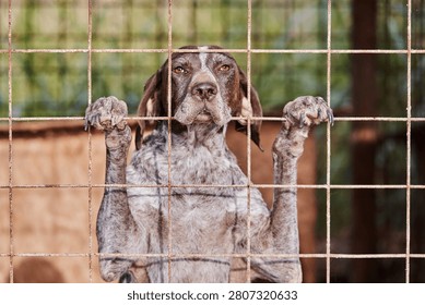 German shorthaired pointer dog behind wire fence, dog waiting in kennel caged