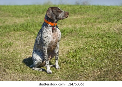 Royalty Free German Shorthaired Pointer Puppy Stock Images Photos