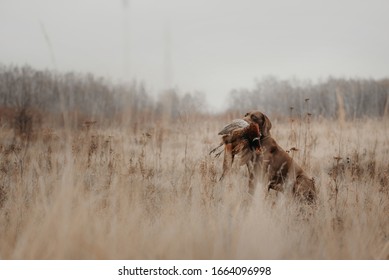 german shorthaired pointer dog holding a pheasant game bird in the mouth
