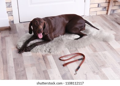German Shorthaired Pointer dog lying and leash on floor near door - Shutterstock ID 1108112117