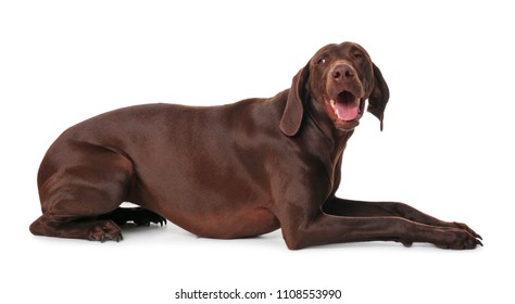 Similar Images Stock Photos Vectors Of Labrador Retriever Dog