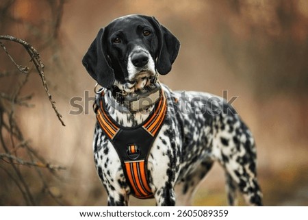german shorthaired pointer dog posing in a harness and collar with gps tracker