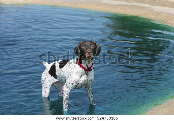 German Shorthaired Pointer Dog Water Stock Photo Edit Now 524758105