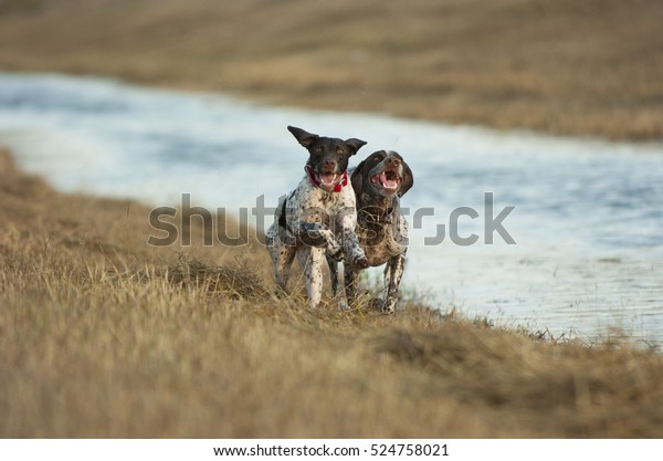 German Shorthaired Pointer Dogs By Water Stock Photo Edit Now