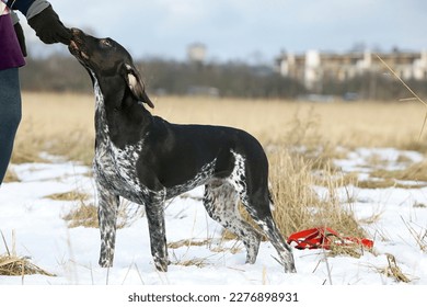 German shorthaired pointer in the field